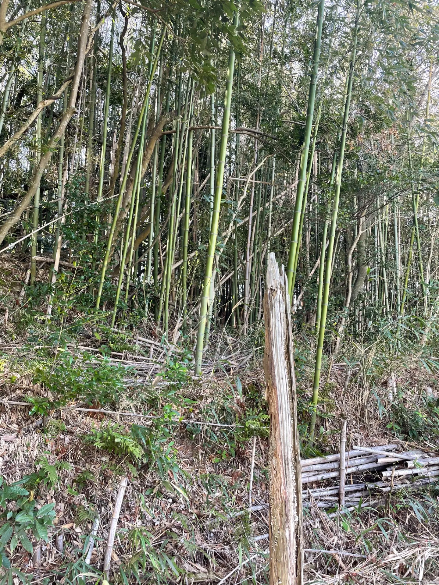 竹のすさまじさ